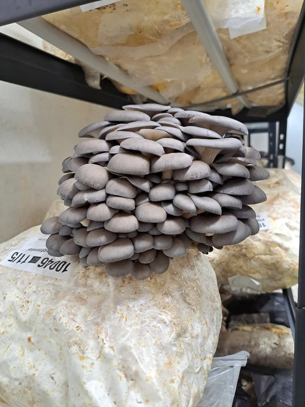 Austernseitling Fertigkultur