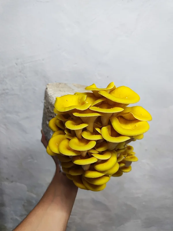 Fertigkultur Limonenseitling