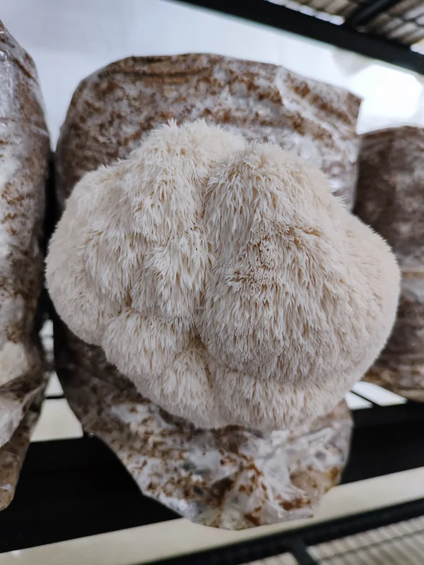 Fertigkultur Igelstachelbart