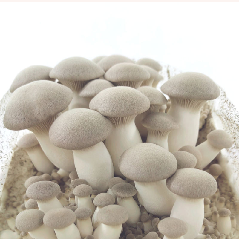 Bio Kräuterseitling