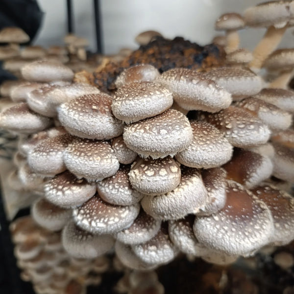 Shiitake