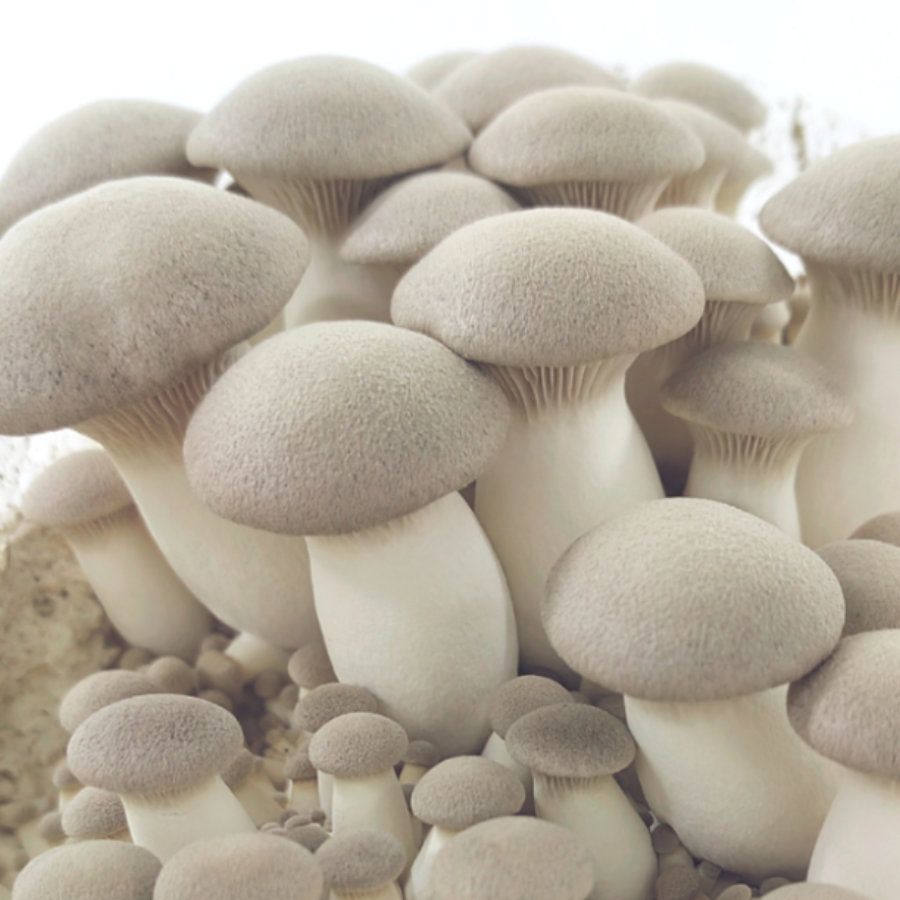 Frische Bio Kräuterseitlinge