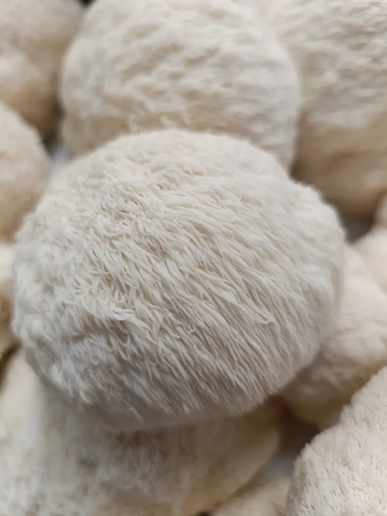KiMa Pilzmanufaktur Igelstachelbart (Lions mane) Hericium erinaceus